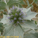 Eryngium maritimum -flor