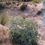 Eryngium maritimum -camp