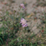 Scabiosa atropurpurea -camp