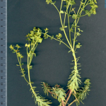 Euphorbia segetalis -detall