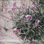 Matthiola sinuata -camp