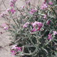 Matthiola sinuata -i