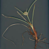 Cyperus capitatus -i