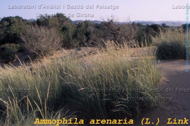 Ammophila arenaria -camp