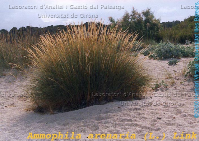 Ammophila arenaria -camp2