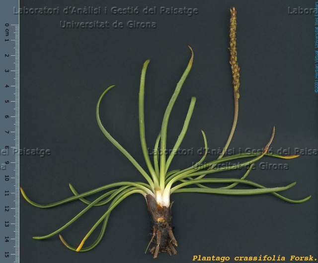 Plantago crassifolia -detall