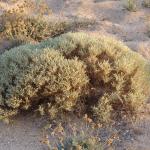 Astragalus tragacantha