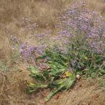 Limonium vulgare