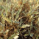 Astragalus tragacantha -detall