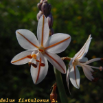 Asphodelus fistulosus -flor
