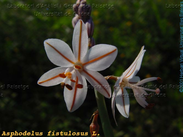 Asphodelus fistulosus -flor