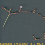 Limonium echioides -flor