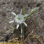 Pancratium maritimum -flor