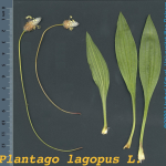 Plantago lagopus -detall