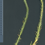Euphorbia paralias -detall