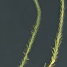 Euphorbia paralias -i