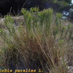 Euphorbia paralias -camp