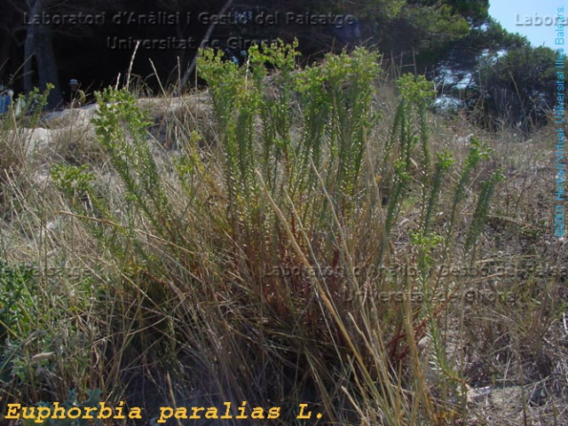 Euphorbia paralias -camp