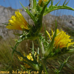 Scolymus hispanicus -flor