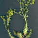 Euphorbia segetalis