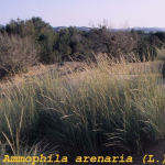 Ammophila arenaria -camp
