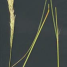 Ammophila arenaria -i