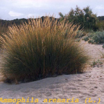 Ammophila arenaria -camp2